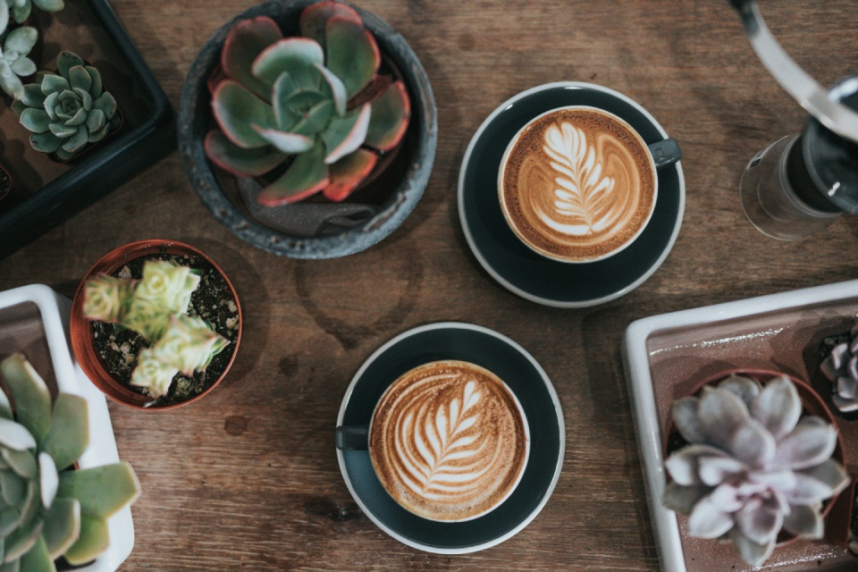 Two lattes surrounded by potted succulents