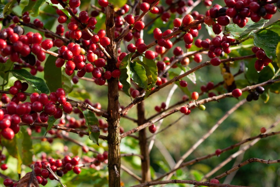 Coffee cherries on a tree branch