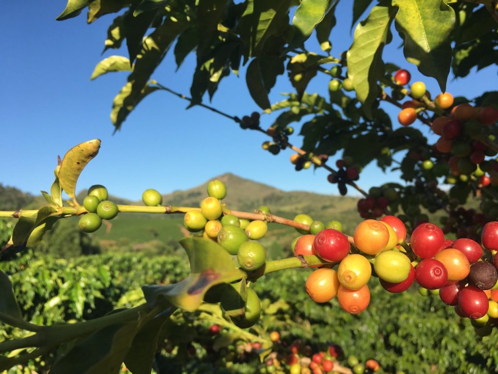 coffee, plant, red coffee, farm, roça, nature, minas, brazil, landscape, cherry coffee, coffee plantation, coffee beer, red fruit, red fruits, coffee tree, coffee culture, coffee plantation, coffee plantation, coffee plantation, coffee tree, coffee tree, coffee tree, coffee tree, coffee tree